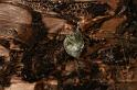 Argiope_keyserlingi_D7900_Z_88_North Stradbroke island_Australie